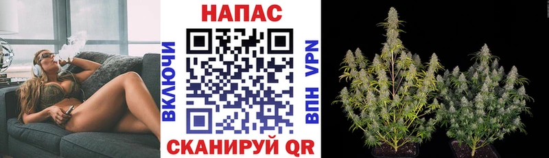 Марихуана план  Лодейное Поле 